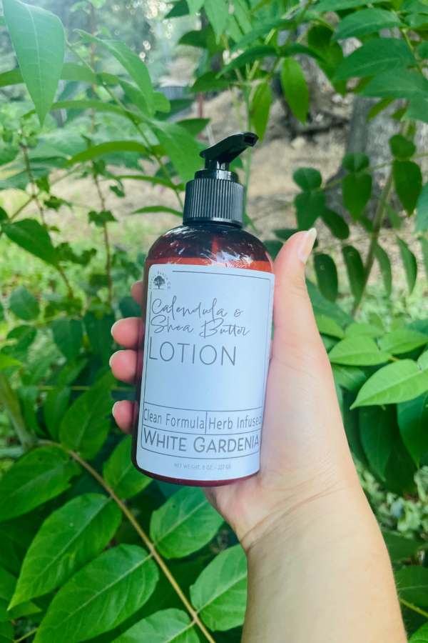 Calendula and Shea butter Lotion